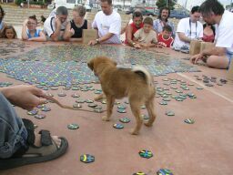 small dog spaghetti